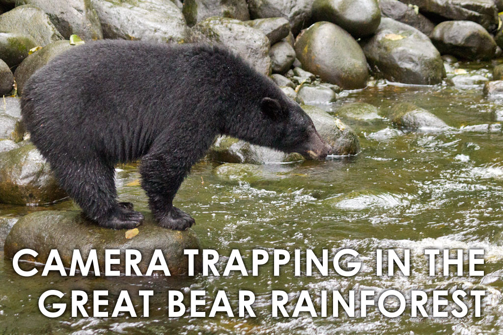 Great Bear Rainforest, camera trapping