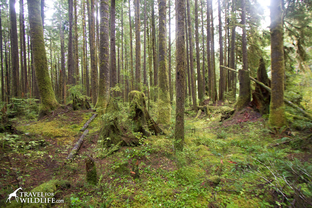 Trees covered in moss