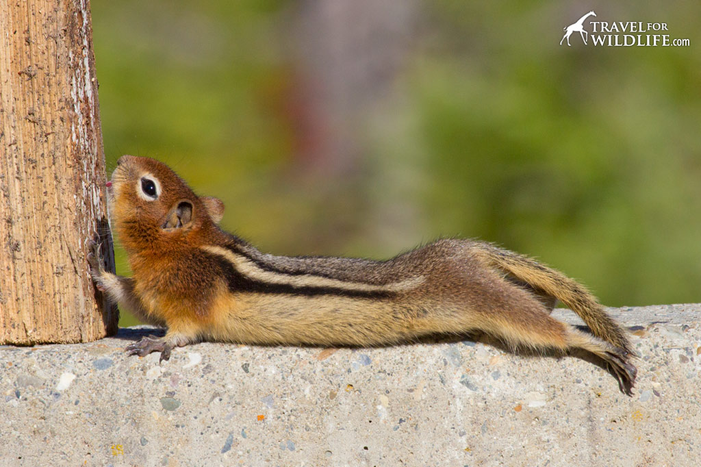 Golden-mantled ground squirrel 