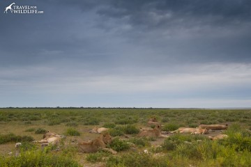 A group of lions lie on the grass in Namibia
