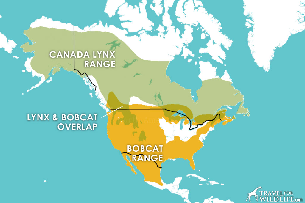 Carte de l'aire de répartition du lynx du Canada et du lynx roux