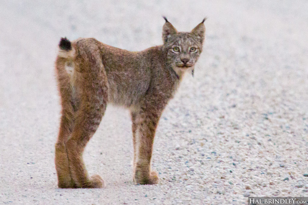 La queue du Lynx du Canada montrant le bout noir