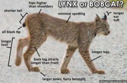 Lynx vs Bobcat