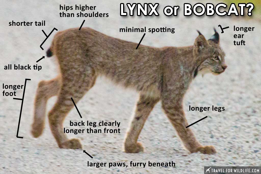 How to Tell the Difference Between a Bobcat and a Canada Lynx - Travel For  Wildlife