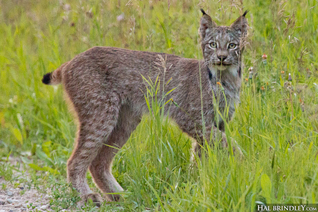 How to Tell the Difference Between a Bobcat and a Canada Lynx - Travel For  Wildlife