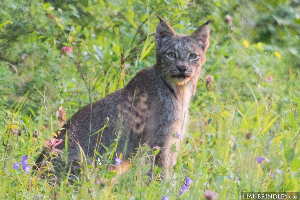 See lynx in Riding Mountain National Park!