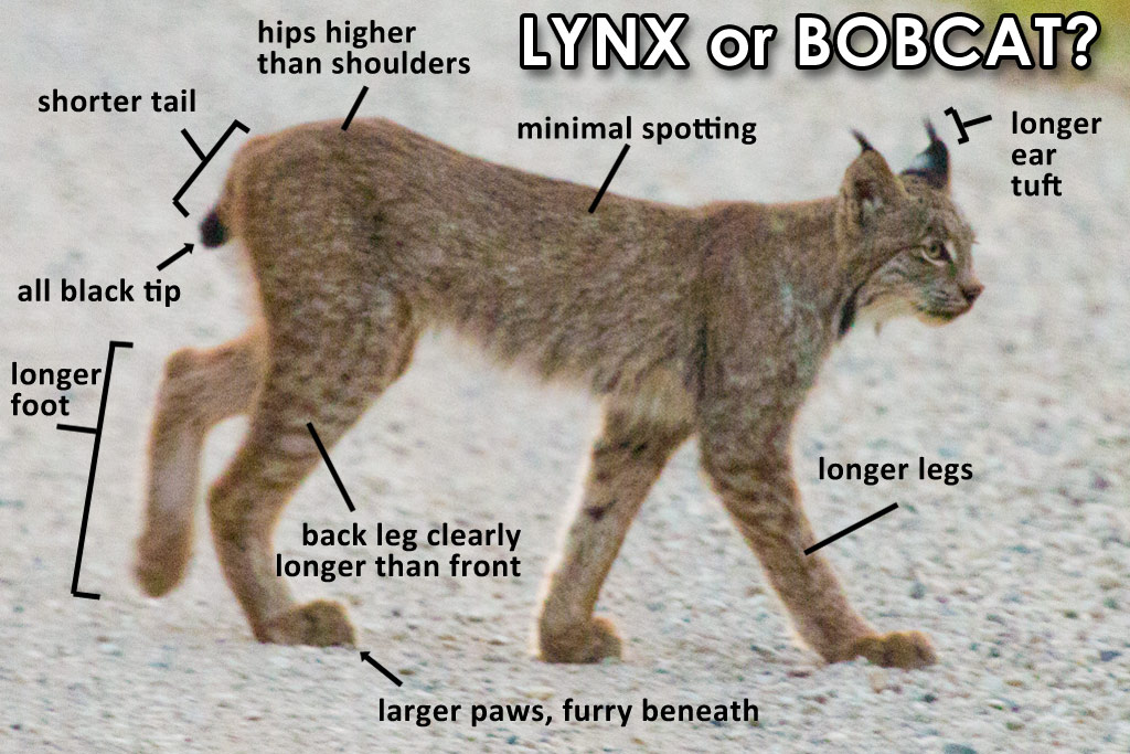 Image Result For Stalking Canada Lynx Idaho Wallpapers Image Result For Stalking Canada Lynx Idaho Wallpapers