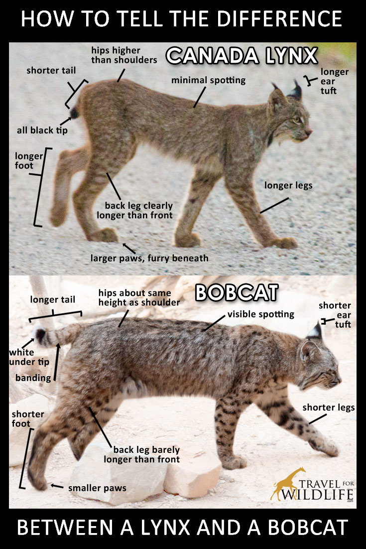 comment faire la différence entre un lynx et un lynx roux image pinterest