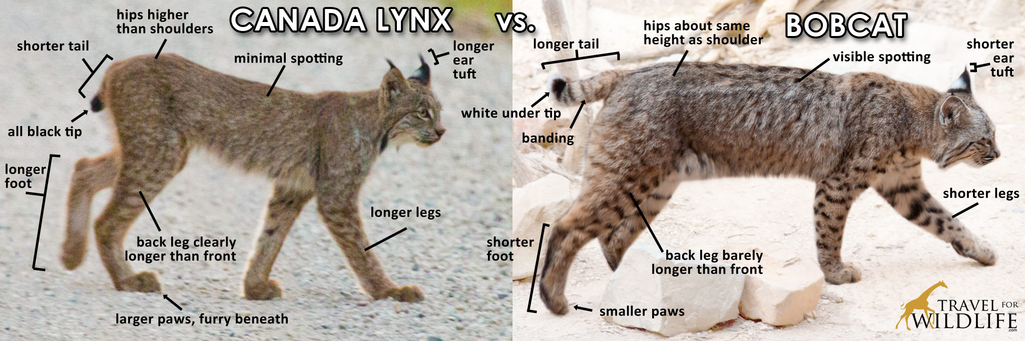 How to identify a Canadian Lynx vs a Bobcat
