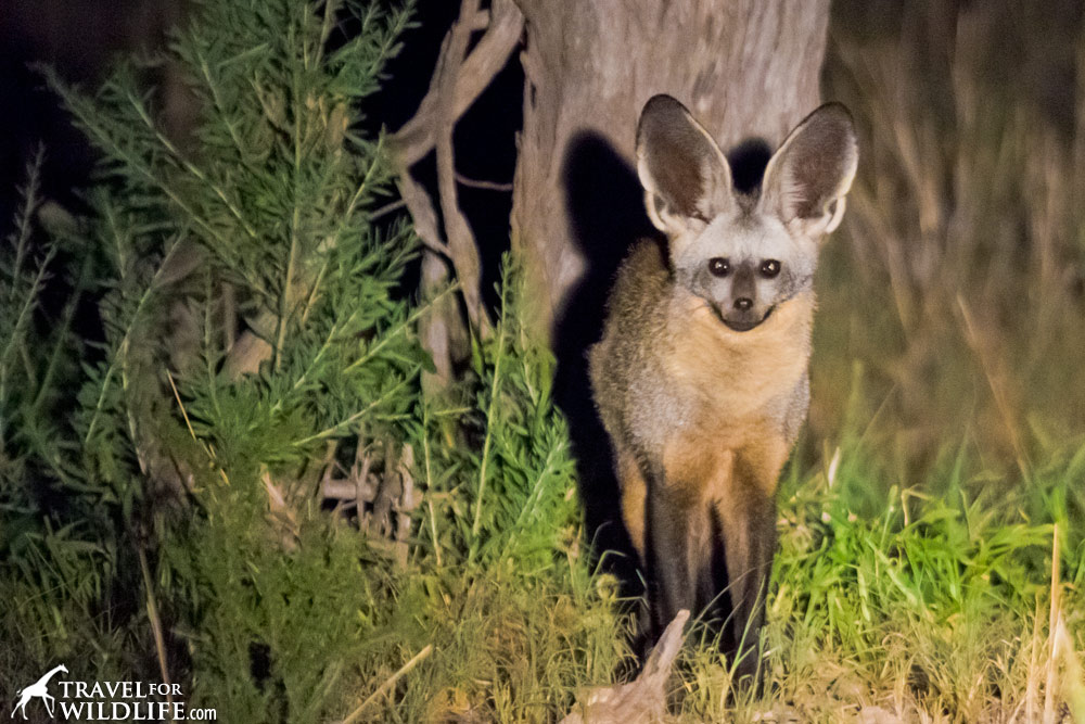 Bat-eared fox standing, looking at the camera.