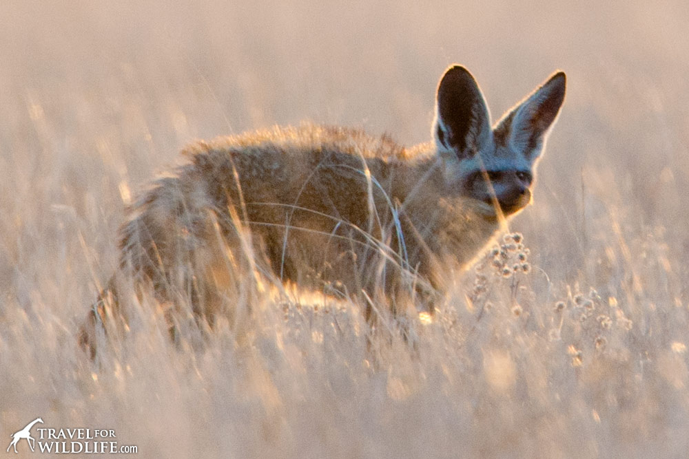 A bat-eared fox standing in the grass