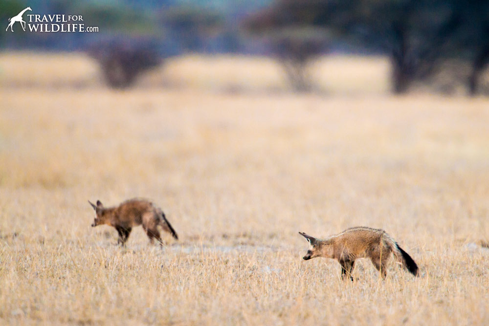 Bat-eared foxes foraging
