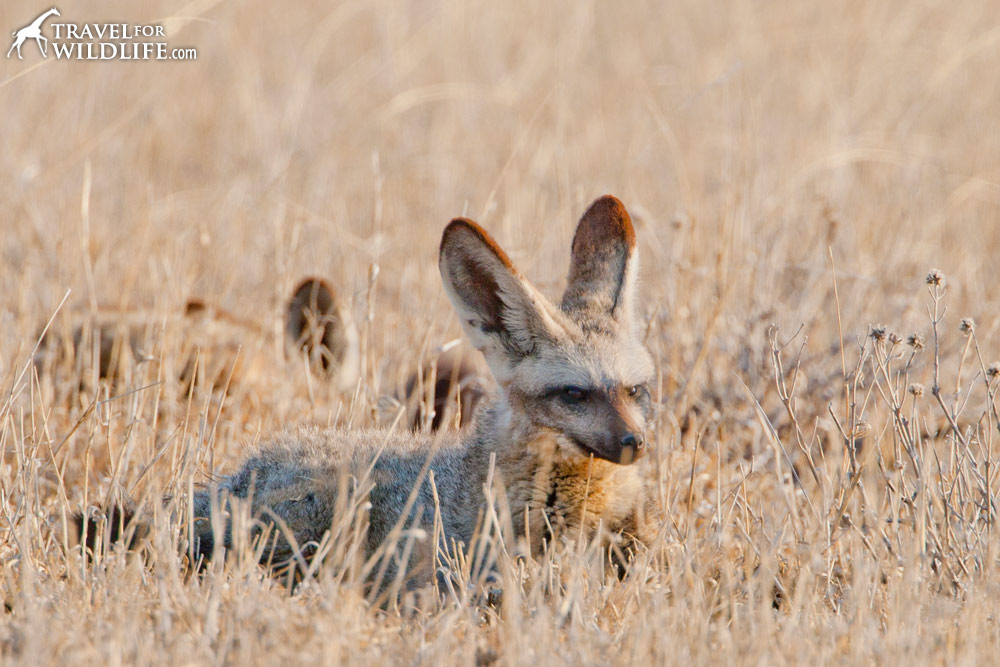 Bat-eared fox resting