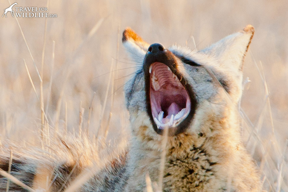 Bat-eared fox yawning; showing teeth