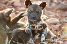 African Painted Dog (AKA African Wild Dog) puppy approx 8 weeks old. Reserve near Mkuze, KwaZulu Natal, South Africa.