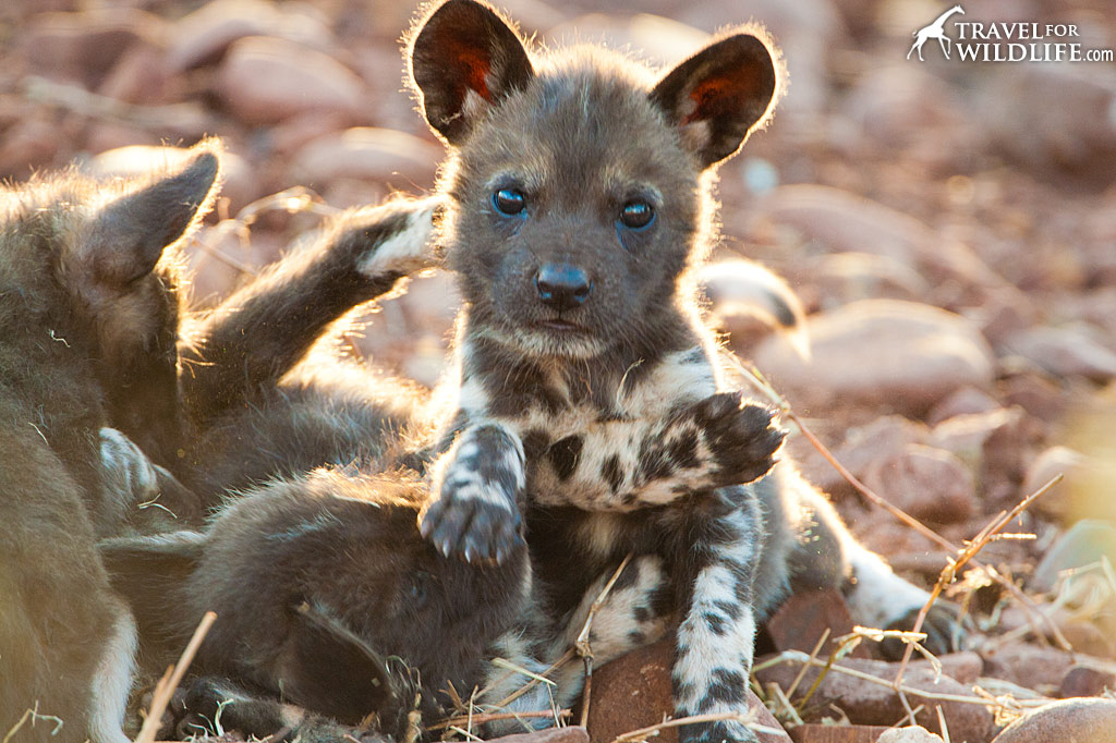 woodland wild dogs