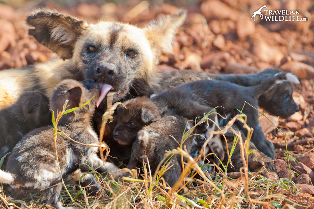 mother African Painted Dog nursing her 3 week old puppies