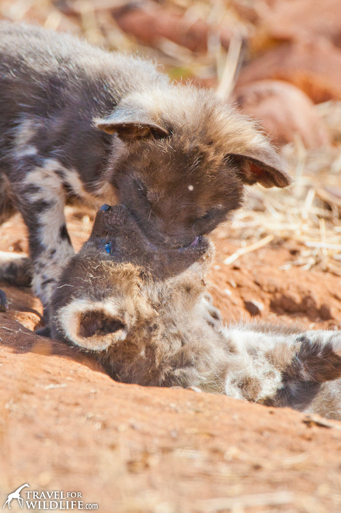 African Painted dog puppies playing