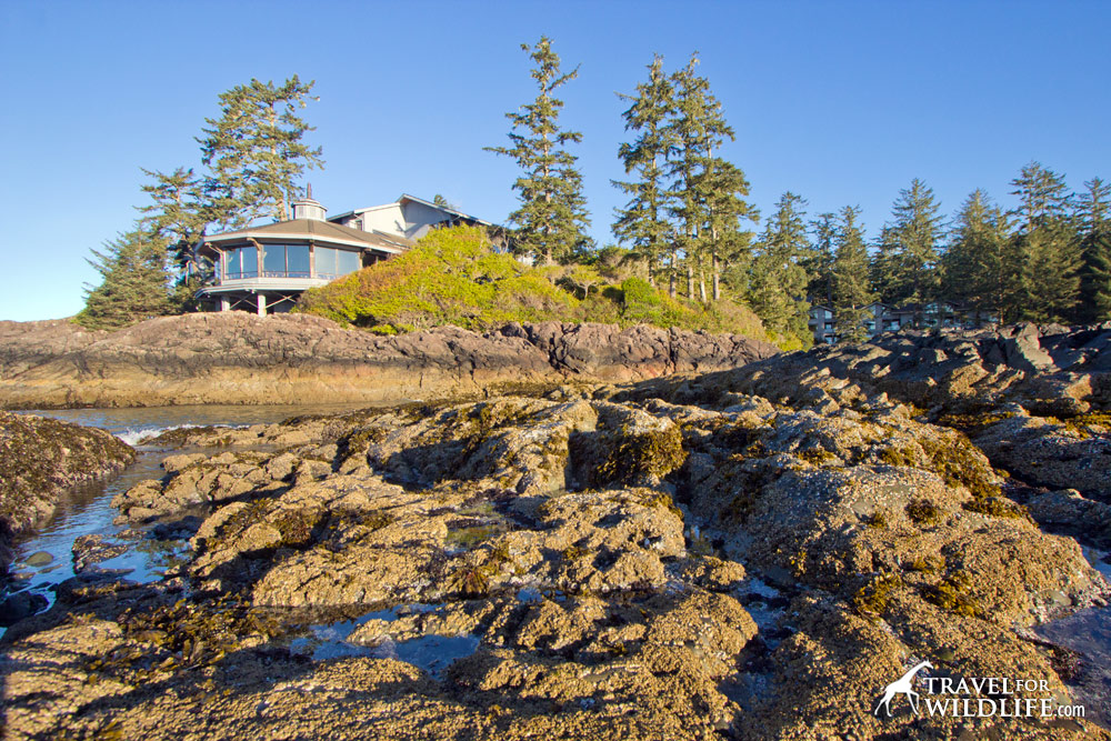 Perched on the rocks