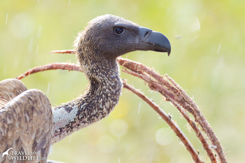 White-backed Vulture, Etosha National Park, Nambia.