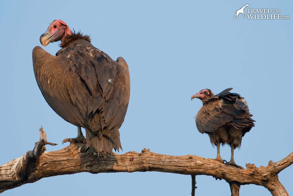 Lappet-faced Vulture and Hooded Vulture in Chobe National Park, Botswana
