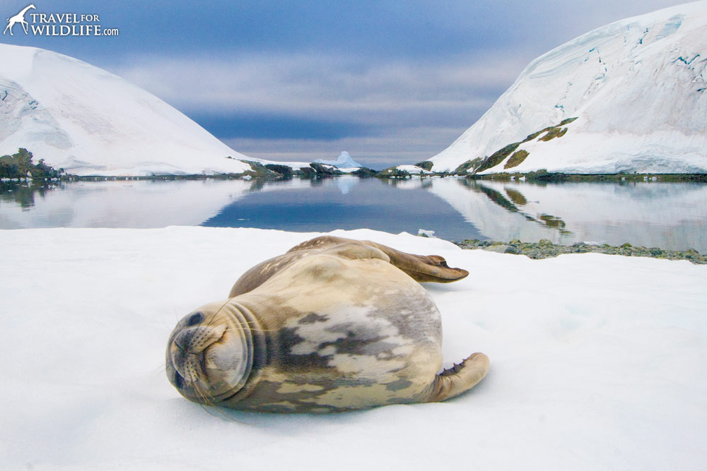 Weddell Seal (Leptonychotes weddellii). Melchior Islands. Antarctic Peninsula, Antarctica.