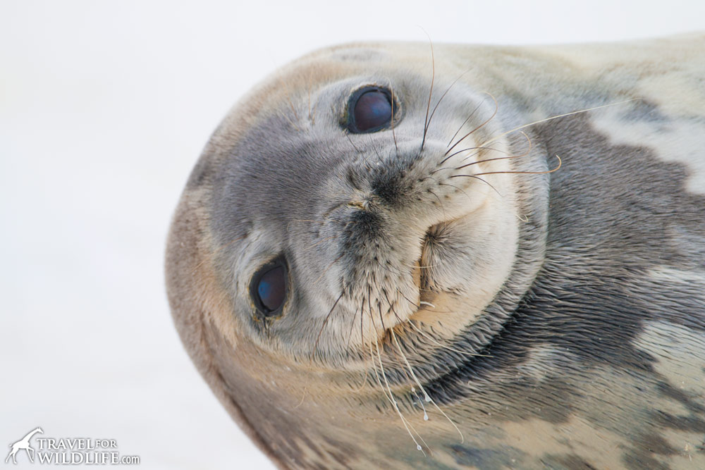 Weddell Seal (Leptonychotes weddellii). Cuverville Island, Antarctic Peninsula. Antarctica. © Hal Brindley .com