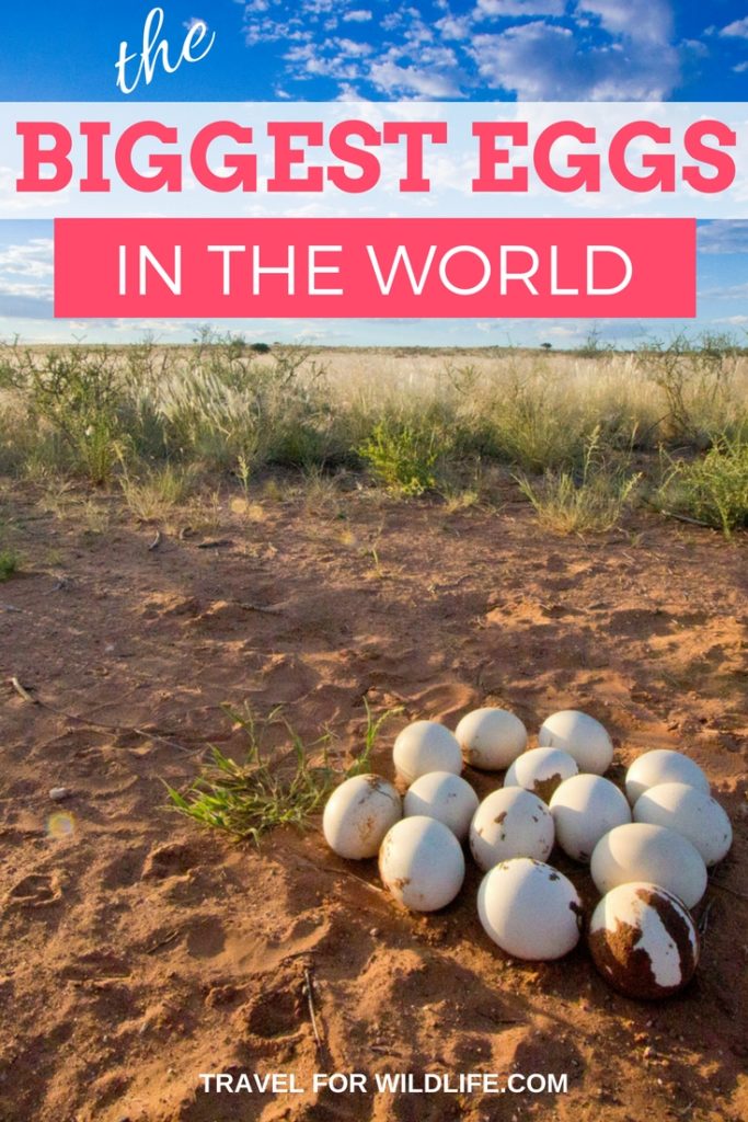 the biggest eggs in the world