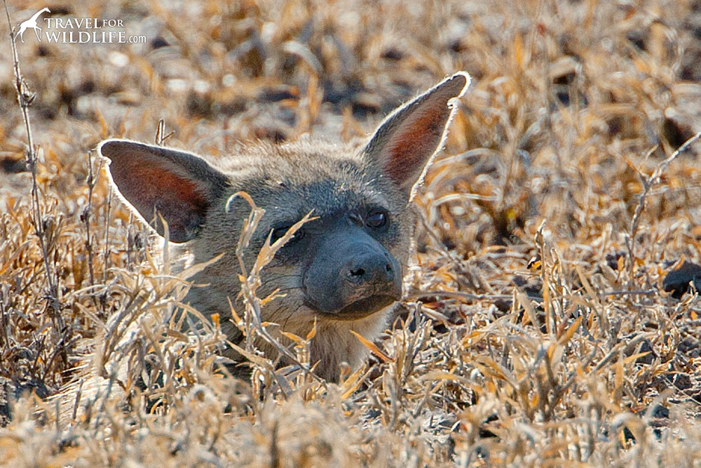 The aardwolf is also a member of the Hyaenidae family