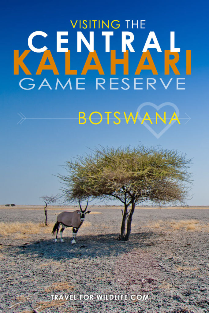 The Central Kalahari Game Reserve offers some of the best Kalahari camping in Botswana. Looking for a true wilderness camping experience? You've found it!