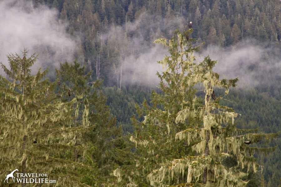 Bald eagles sit on top of trees