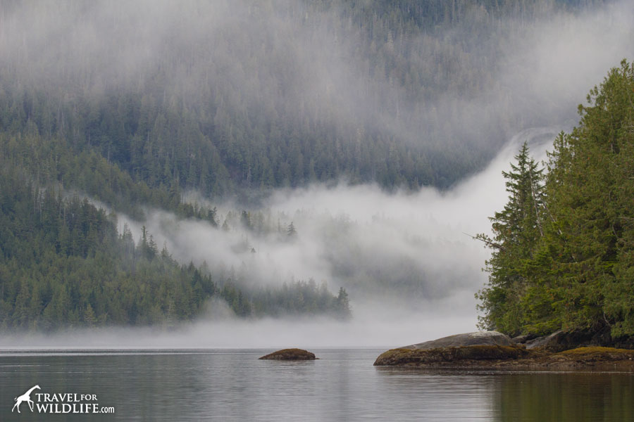 Early morning fog