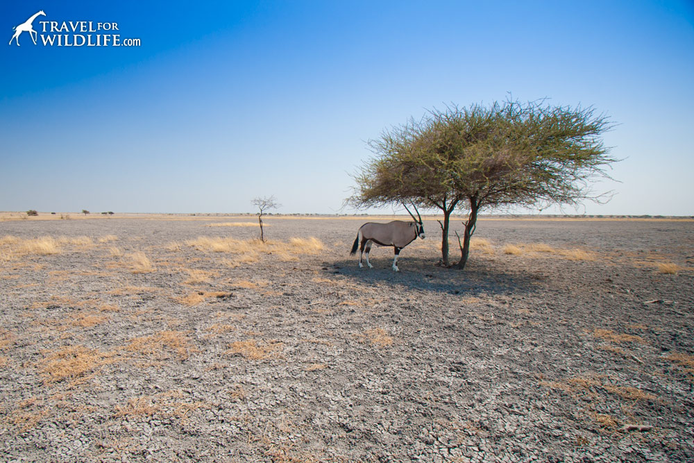 A gemsbok sheltering from the sun