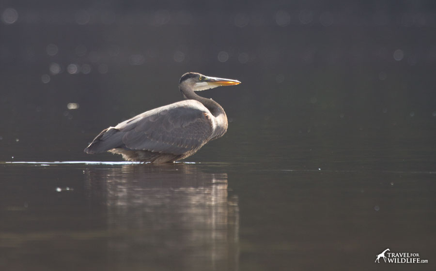 Great blue heron in Big Nimmo Bay
