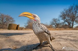 A hornbill and the shower enclosure