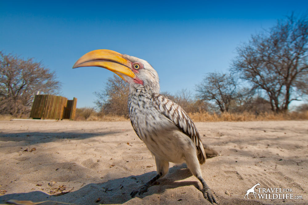 A hornbill and the shower enclosure