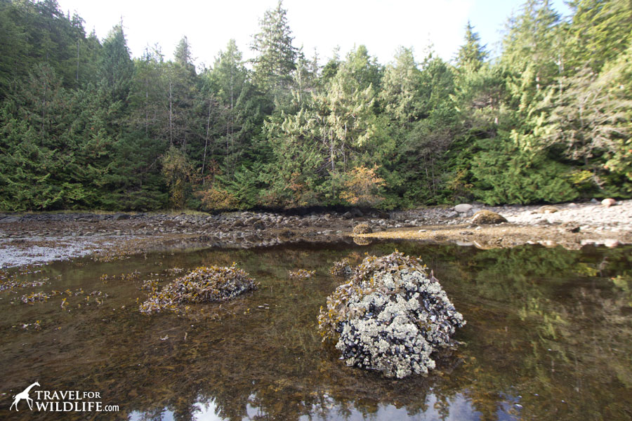 Stuck at low tide
