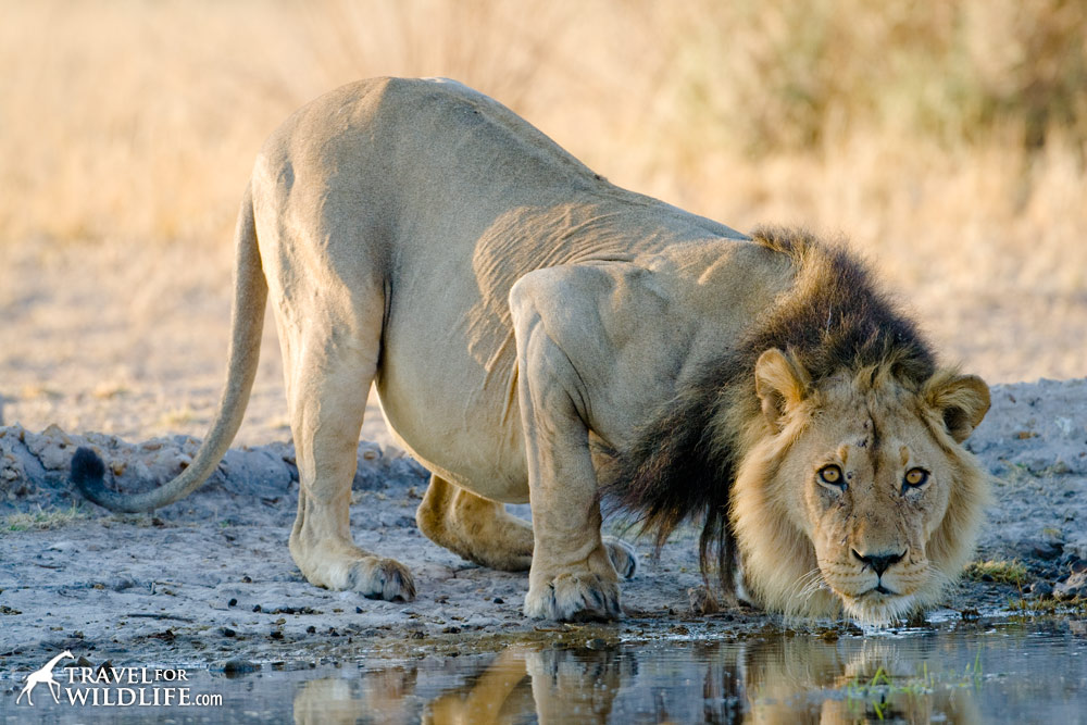 South Africa wildlife travel guide