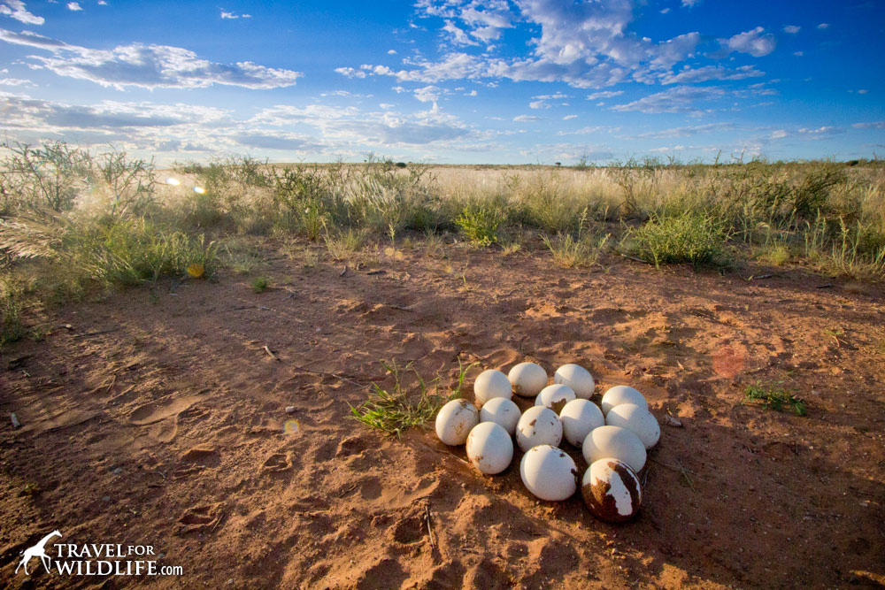 an abandoned ostrich nest full of eggs in the Kalahari Desert, Namibia