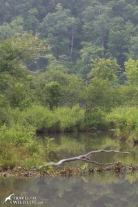 beaver dam near Asheville, NC