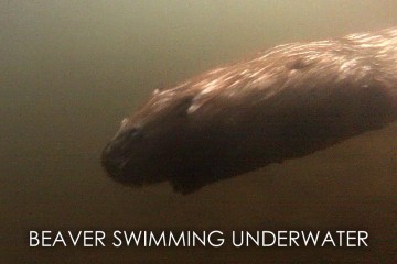 wild beaver swimming underwater