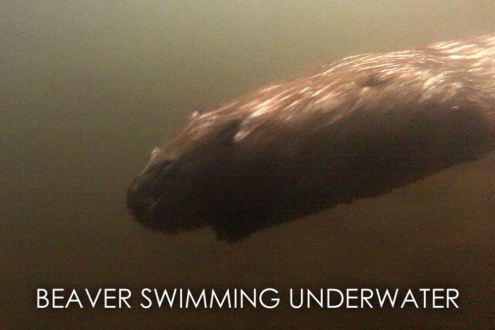wild beaver swimming underwater, NC