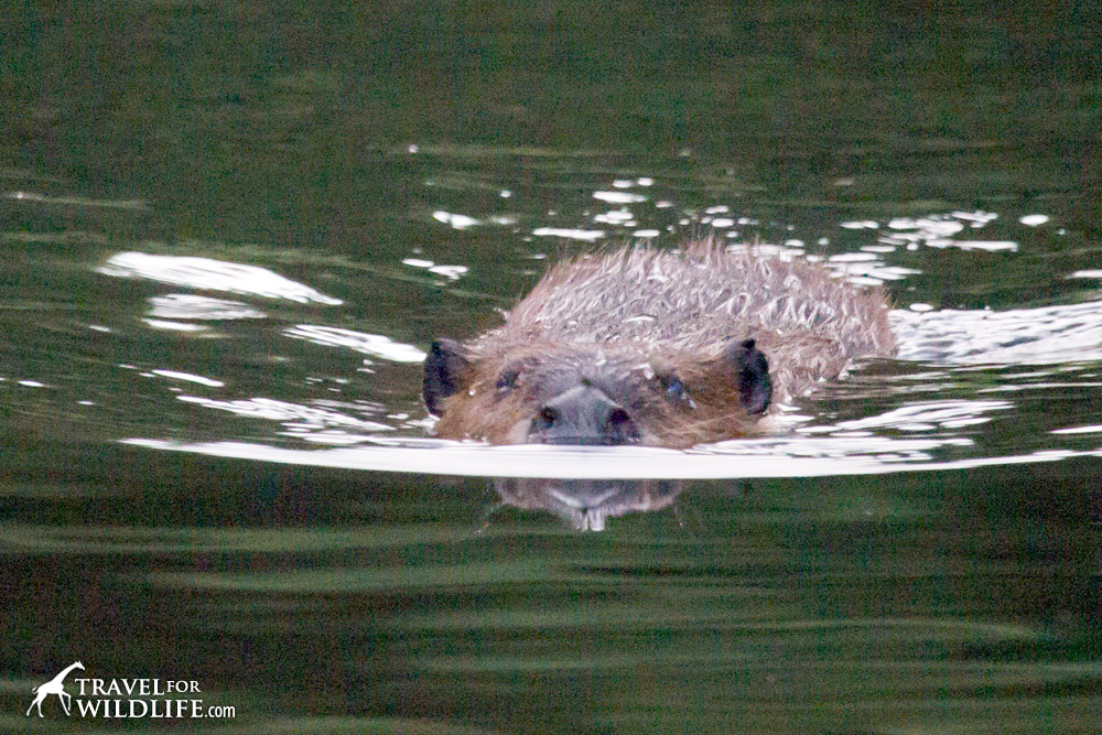A beaver swimming toward me on the bridge.