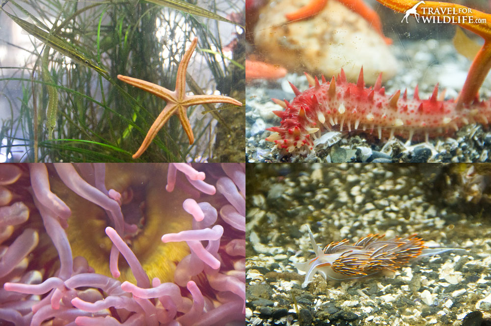 creatures