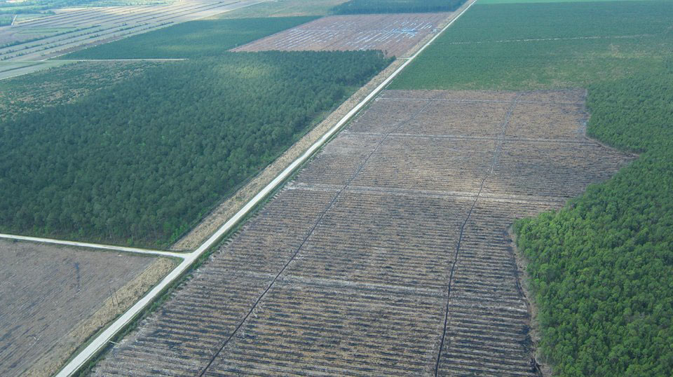 Save Hofmann Forest, Bear Habitat From Destruction Travel For Wildlife