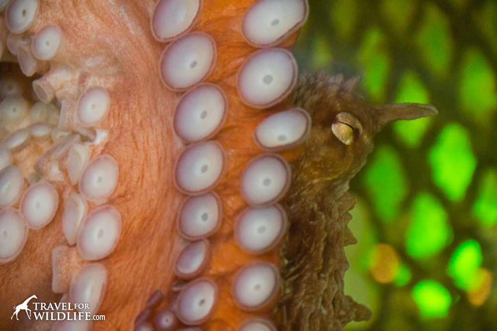 Giant Pacific Octopus