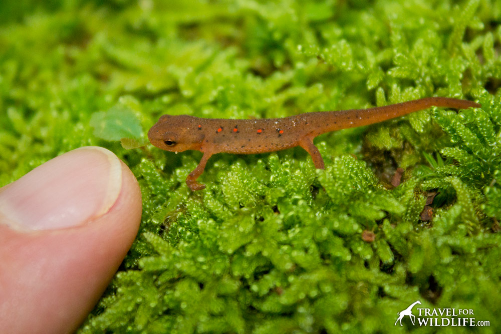 The eft newt juvenile has tiny red spots on its side