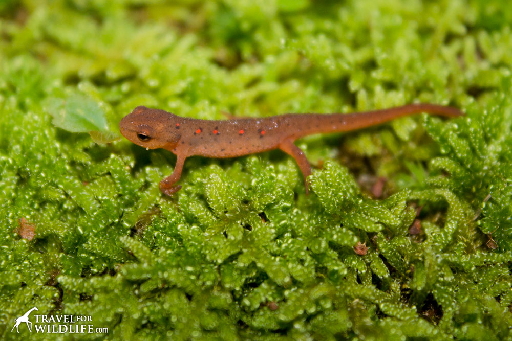 Red-spotted salamander
