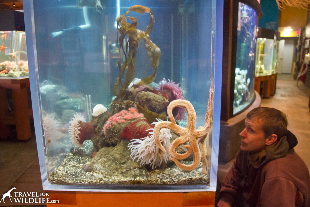 Ucluelet Aquarium, Vancouver Island