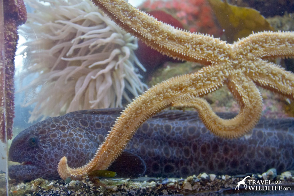 Ucluelet Aquarium, Vancouver Island